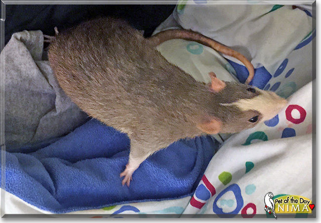 Nima the Fancy Rat, Pet of the Day Nima the Fancy Rat, the Pet of the Day