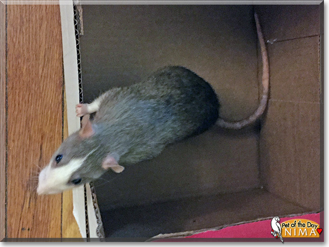 Nima the Fancy Rat, the Pet of the Day Nima the Fancy Rat, the Pet of the Day