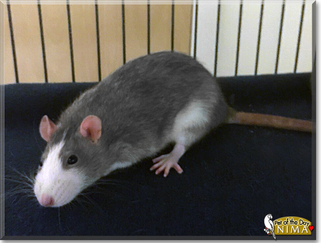 Nima the Fancy Rat, the Pet of the Day Nima the Fancy Rat, the Pet of the Day