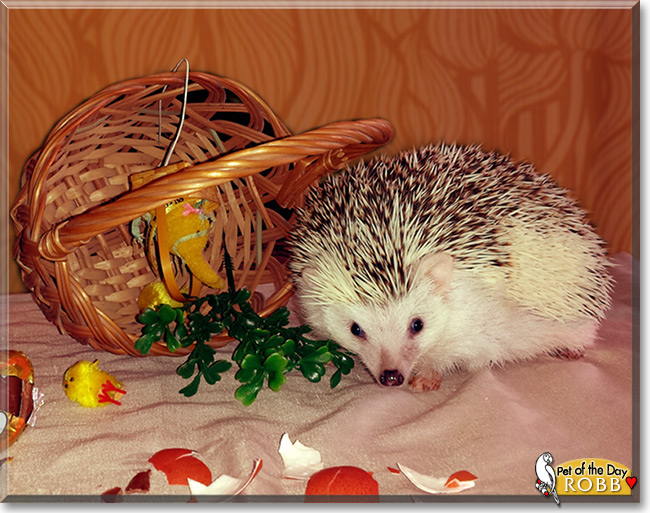 Robb the African Pygmy Hedgehog, the Pet of the Day Robb the African Pygmy Hedgehog, the Pet of the Day