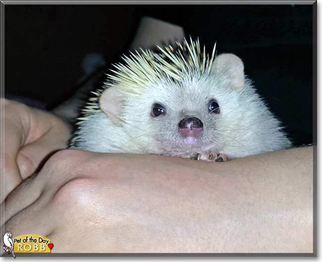 Robb the African Pygmy Hedgehog, the Pet of the Day Robb the African Pygmy Hedgehog, the Pet of the Day