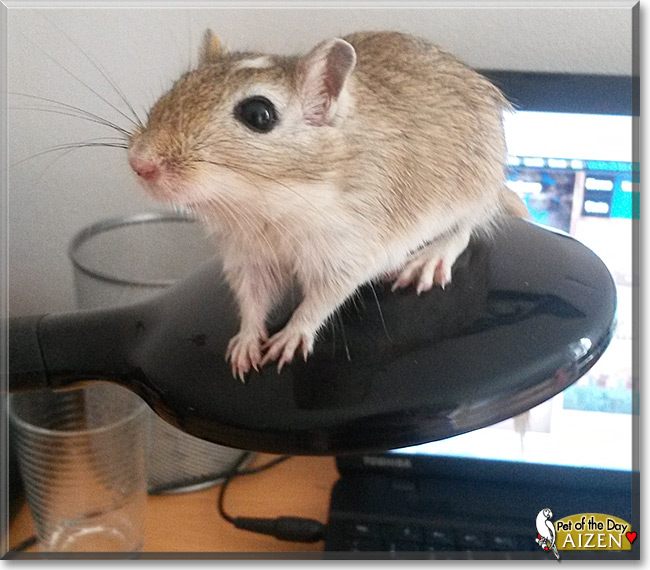 Aizen the Gerbil, Pet of the Day Aizen the Gerbil, the Pet of the Day