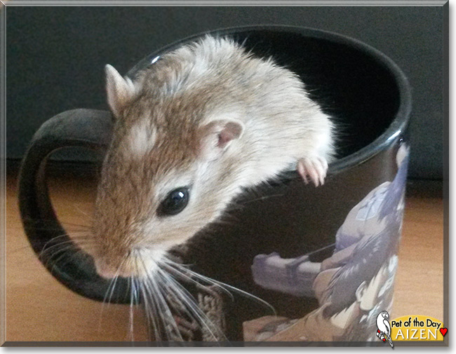 Aizen the Gerbil, the Pet of the Day Aizen the Gerbil, the Pet of the Day