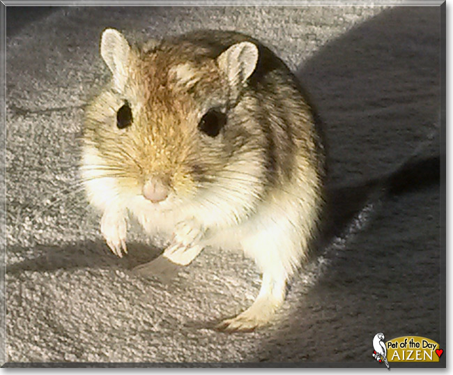 Aizen the Gerbil, the Pet of the Day Aizen the Gerbil, the Pet of the Day