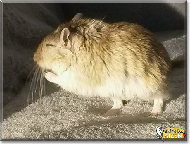 Aizen the Gerbil, the Pet of the Day Aizen the Gerbil, the Pet of the Day