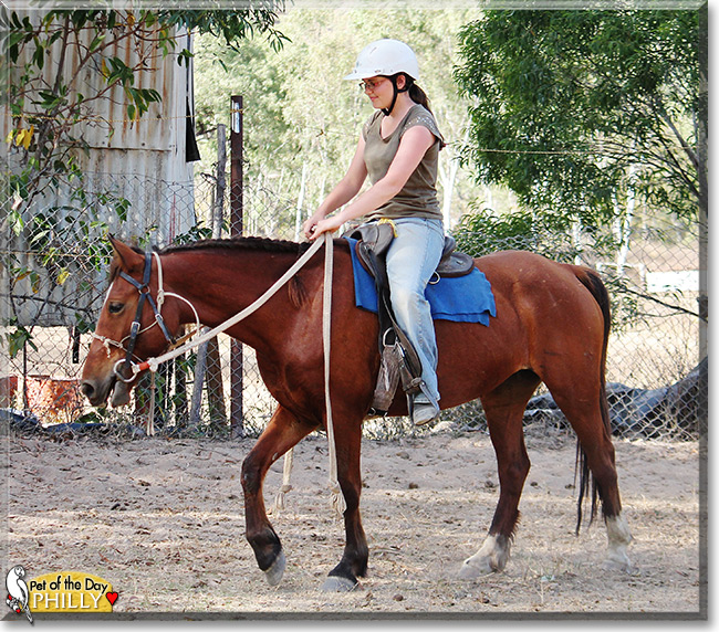 Philly the Brumby, Pet of the Day Philly the Brumby, the Pet of the Day