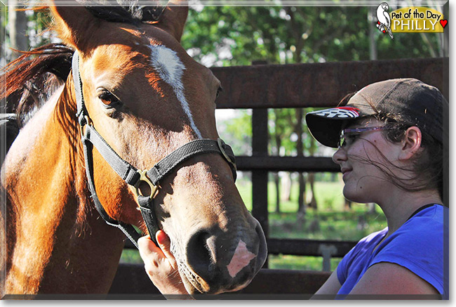 Philly the Brumby, the Pet of the Day Philly the Brumby, the Pet of the Day