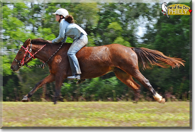 Philly the Brumby, the Pet of the Day Philly the Brumby, the Pet of the Day