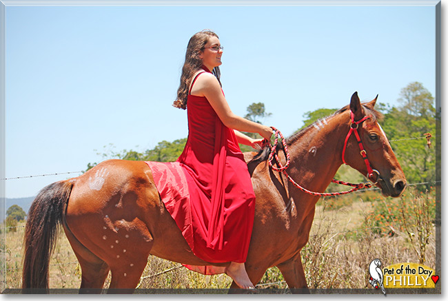 Philly the Brumby, the Pet of the Day Philly the Brumby, the Pet of the Day