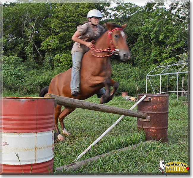 Philly the Brumby, the Pet of the Day Philly the Brumby, the Pet of the Day
