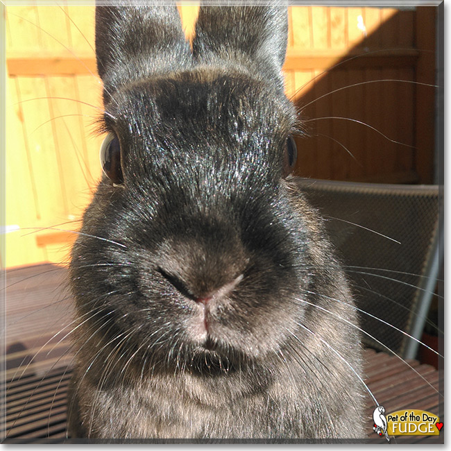 Fudge the Rabbit, Pet of the Day Fudge the Rabbit, the Pet of the Day