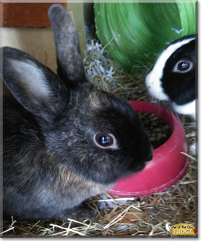 Fudge the Rabbit, the Pet of the Day Fudge the Rabbit, the Pet of the Day