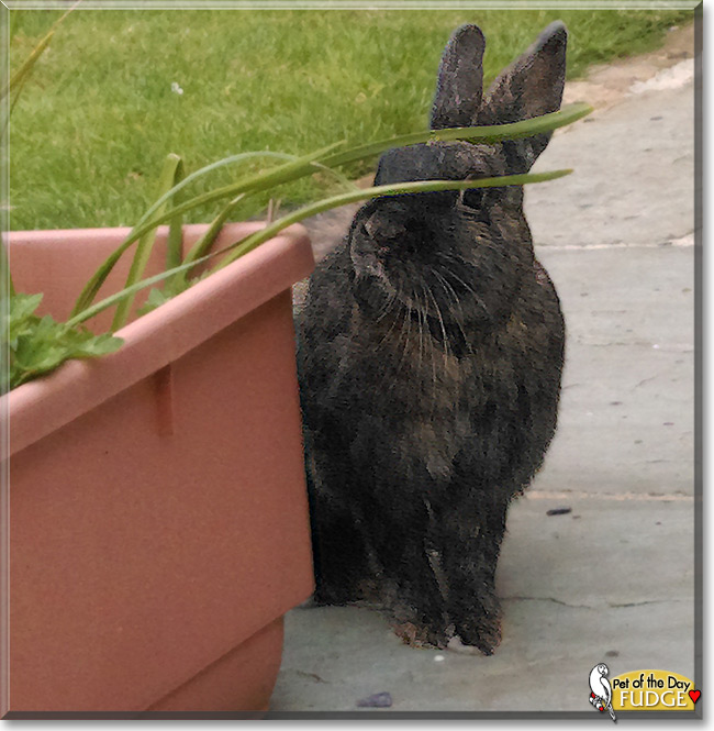 Fudge the Rabbit, the Pet of the Day Fudge the Rabbit, the Pet of the Day