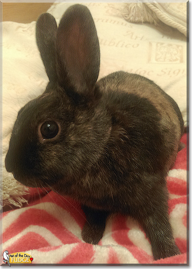 Fudge the Rabbit, the Pet of the Day Fudge the Rabbit, the Pet of the Day