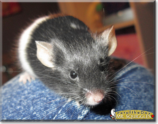 Mister Squiggles the Tuxedo Mouse , the Pet of the Day Mister Squiggles the Tuxedo Mouse , the Pet of the Day
