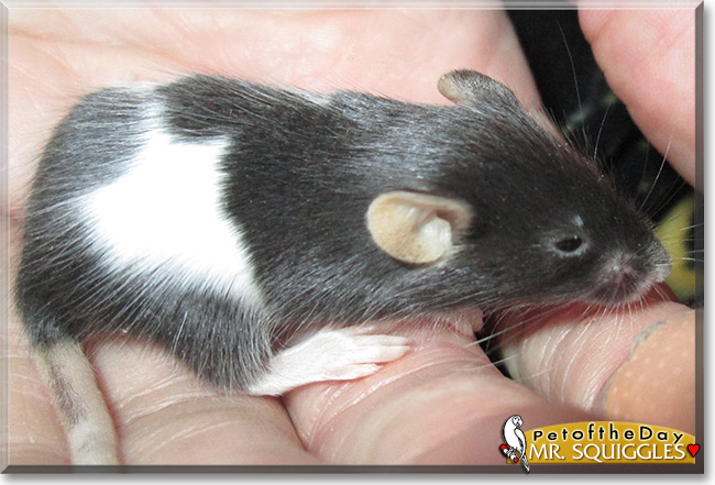 Mister Squiggles the Tuxedo Mouse , the Pet of the Day Mister Squiggles the Tuxedo Mouse , the Pet of the Day