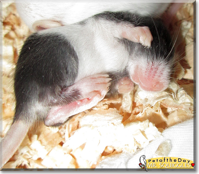 Mister Squiggles the Tuxedo Mouse , the Pet of the Day Mister Squiggles the Tuxedo Mouse , the Pet of the Day