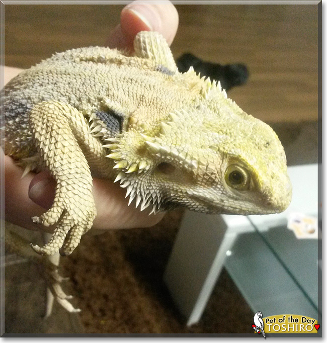 Toshiro the Bearded Dragon, Pet of the Day Toshiro the Bearded Dragon, the Pet of the Day