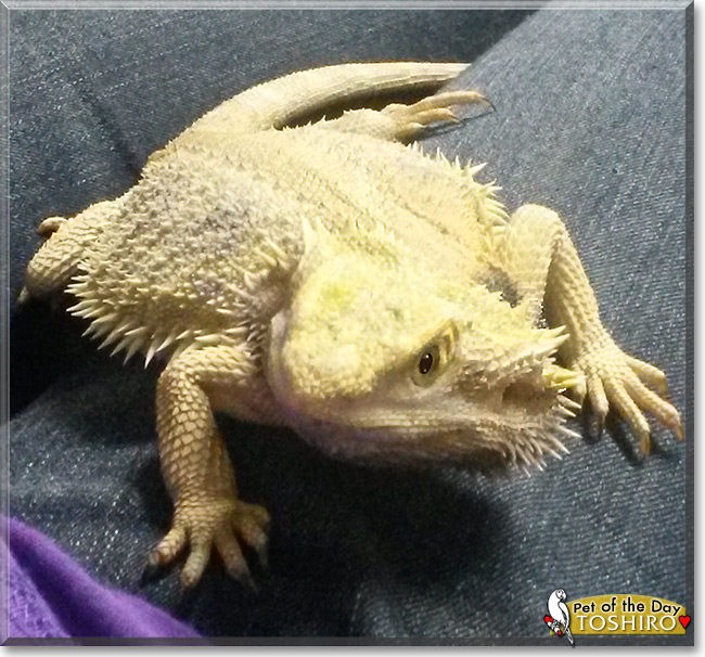 Toshiro the Bearded Dragon, the Pet of the Day Toshiro the Bearded Dragon, the Pet of the Day