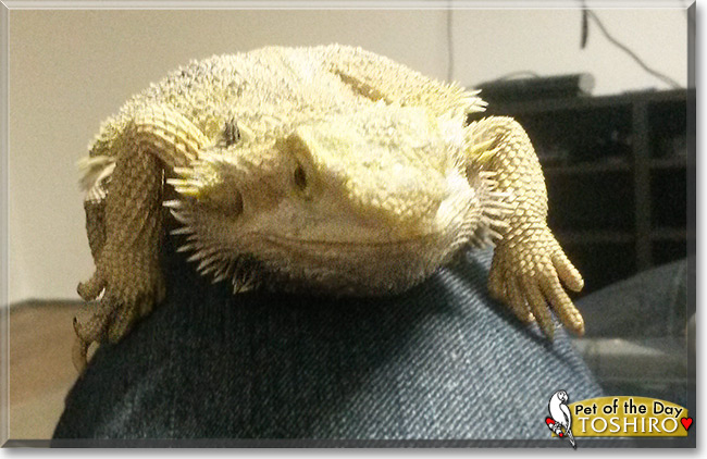 Toshiro the Bearded Dragon, the Pet of the Day Toshiro the Bearded Dragon, the Pet of the Day
