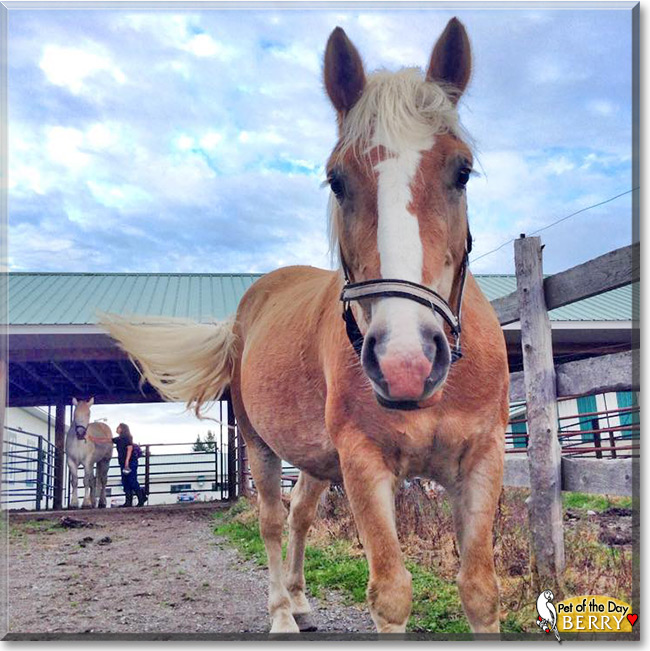 Berry Berry the Haflinger Horse, the Pet of the Day