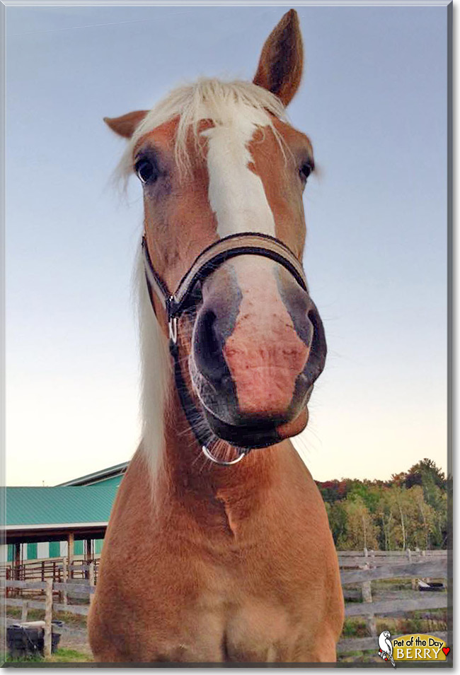 Berry the Haflinger Horse, the Pet of the Day Berry the Haflinger Horse the Pet of the Day