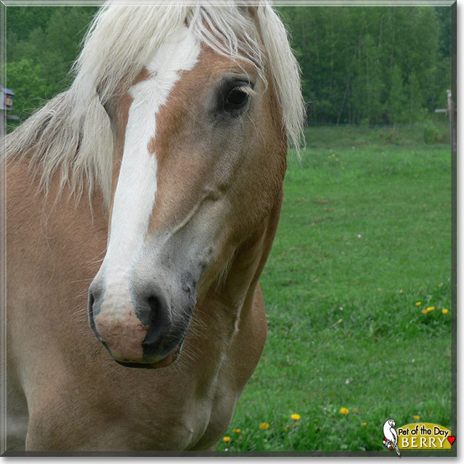 Berry the Haflinger Horse, the Pet of the Day Berry the Haflinger Horse the Pet of the Day