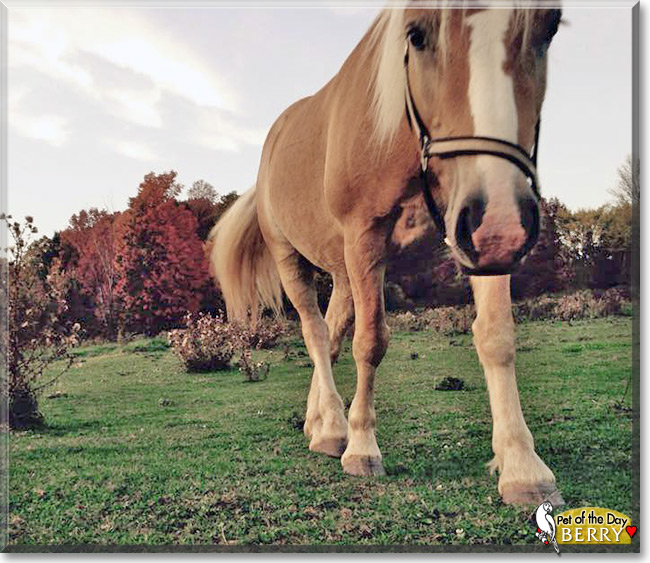 Berry the Haflinger Horse, the Pet of the Day Berry the Haflinger Horse the Pet of the Day