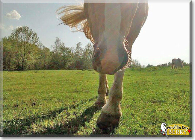 Berry the Haflinger Horse, the Pet of the Day Berry the Haflinger Horse the Pet of the Day