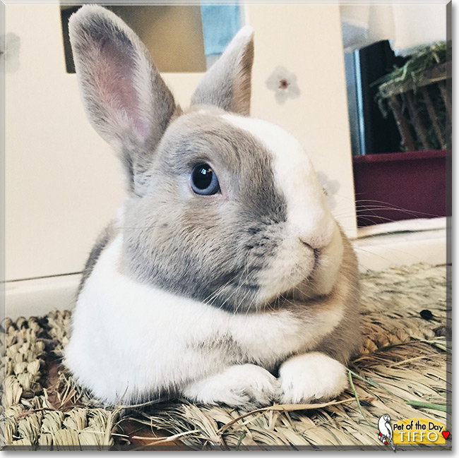 Tiffo Tiffo the Dwarf Rabbit, the Pet of the Day