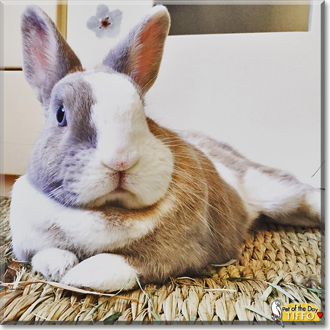 Tiffo the Dwarf Rabbit, the Pet of the Day Tiffo the Dwarf Rabbit the Pet of the Day
