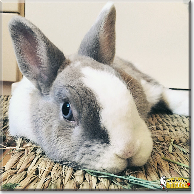 Tiffo the Dwarf Rabbit, the Pet of the Day Tiffo the Dwarf Rabbit the Pet of the Day