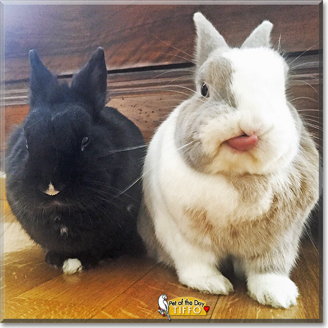 Tiffo the Dwarf Rabbit, the Pet of the Day Tiffo the Dwarf Rabbit the Pet of the Day