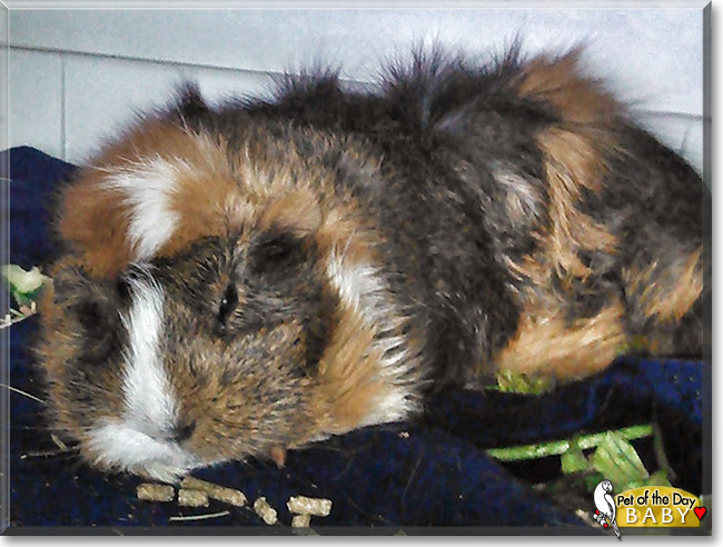 Baby the Guinea Pig, Pet of the Day Baby the Guinea Pig, the Pet of the Day