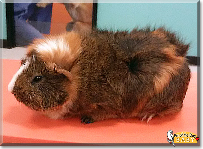 Baby the Guinea Pig, the Pet of the Day Baby the Guinea Pig the Pet of the Day