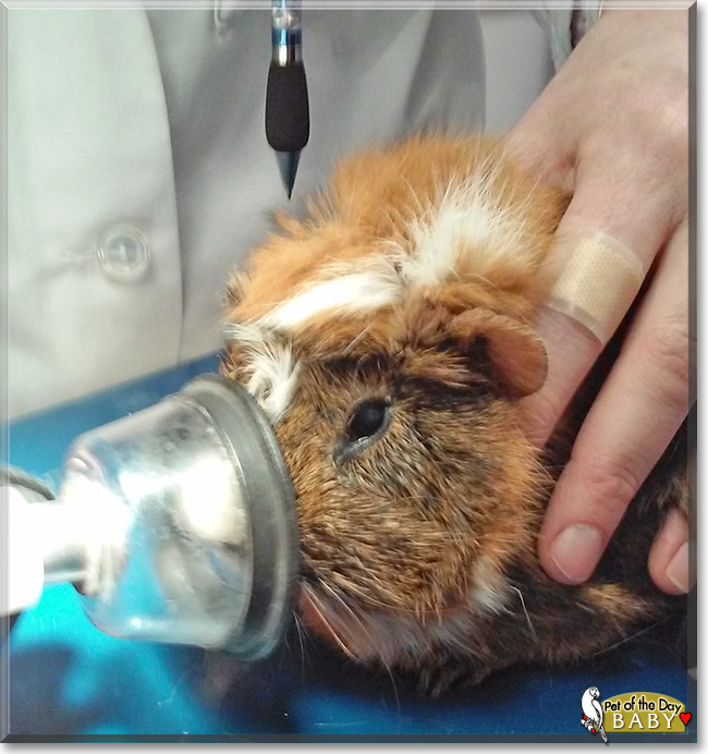 Baby the Guinea Pig, the Pet of the Day Baby the Guinea Pig the Pet of the Day