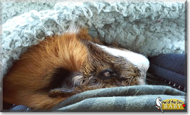 Baby the Guinea Pig, the Pet of the Day Baby the Guinea Pig the Pet of the Day