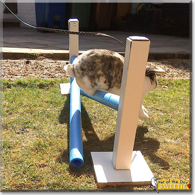 Sweetie the Dwarf Lop Rabbit, the Pet of the Day Sweetie the Dwarf Lop Rabbit the Pet of the Day