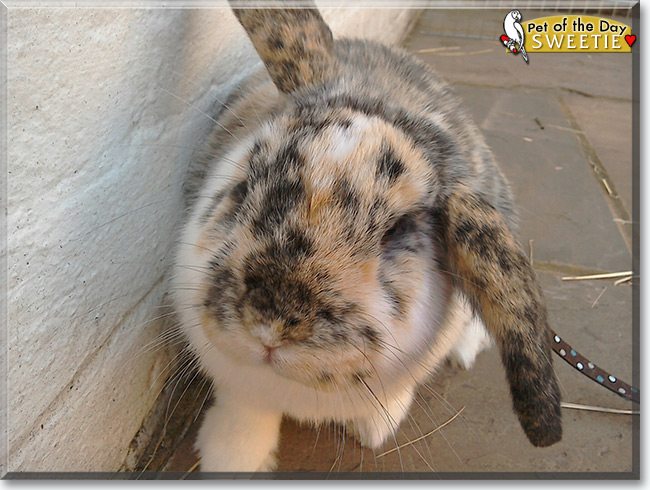 Sweetie the Dwarf Lop Rabbit, the Pet of the Day Sweetie the Dwarf Lop Rabbit the Pet of the Day