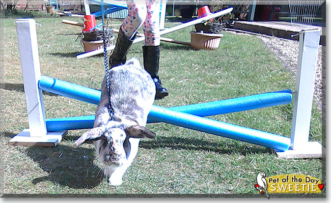 Sweetie the Dwarf Lop Rabbit, the Pet of the Day Sweetie the Dwarf Lop Rabbit the Pet of the Day
