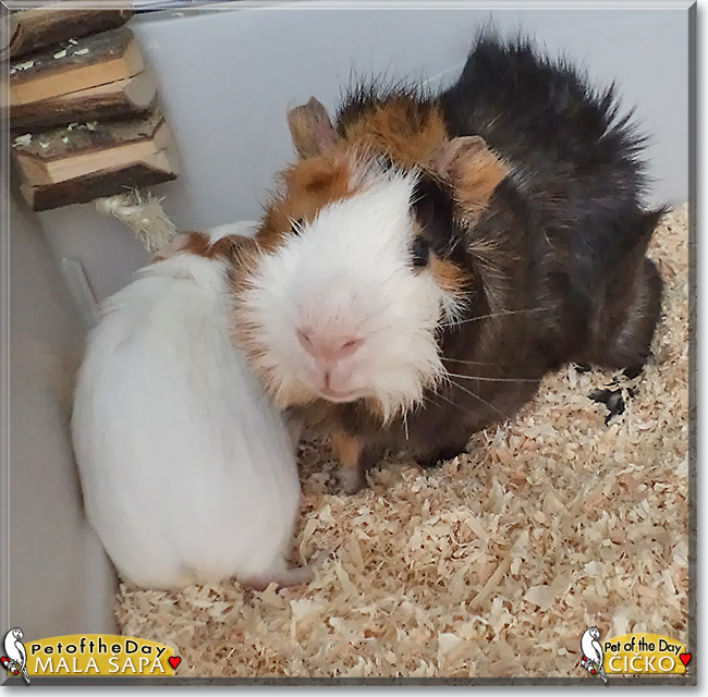 Čičko & Mala Šapa the Guinea Pigs, the Pet of the Day Čičko & Mala Šapa the Guinea Pigs, the Pet of the Day