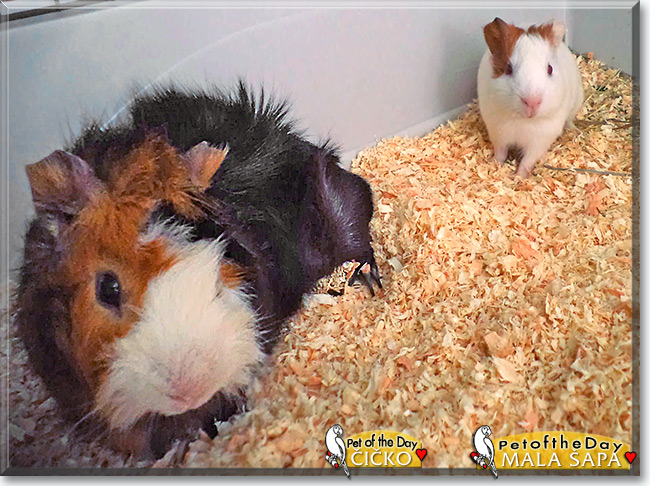 Čičko & Mala Šapa the Guinea Pigs, the Pet of the Day Čičko & Mala Šapa the Guinea Pigs, the Pet of the Day