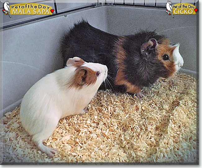 Čičko & Mala Šapa the Guinea Pigs, the Pet of the Day Čičko & Mala Šapa the Guinea Pigs, the Pet of the Day