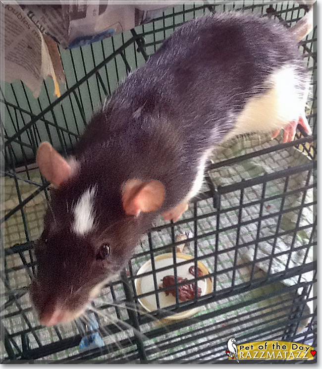 RazzMaTazz the Fancy Rat, the Pet of the Day RazzMaTazz the Fancy Rat, the Pet of the Day