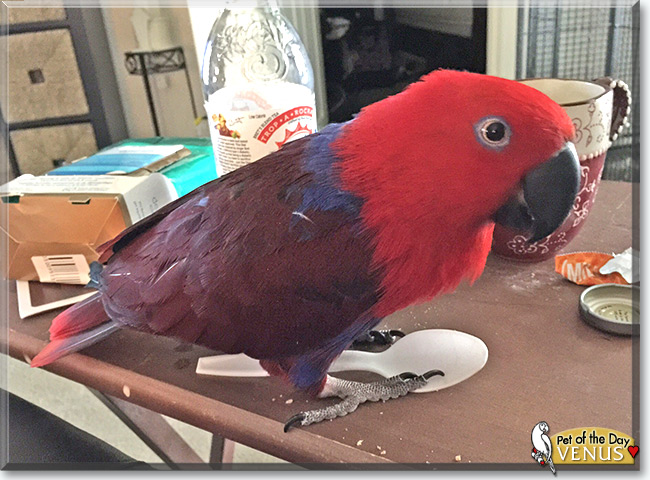 Venus the Eclectus Parrot, the Pet of the Day Venus the Eclectus Parrot, the Pet of the Day