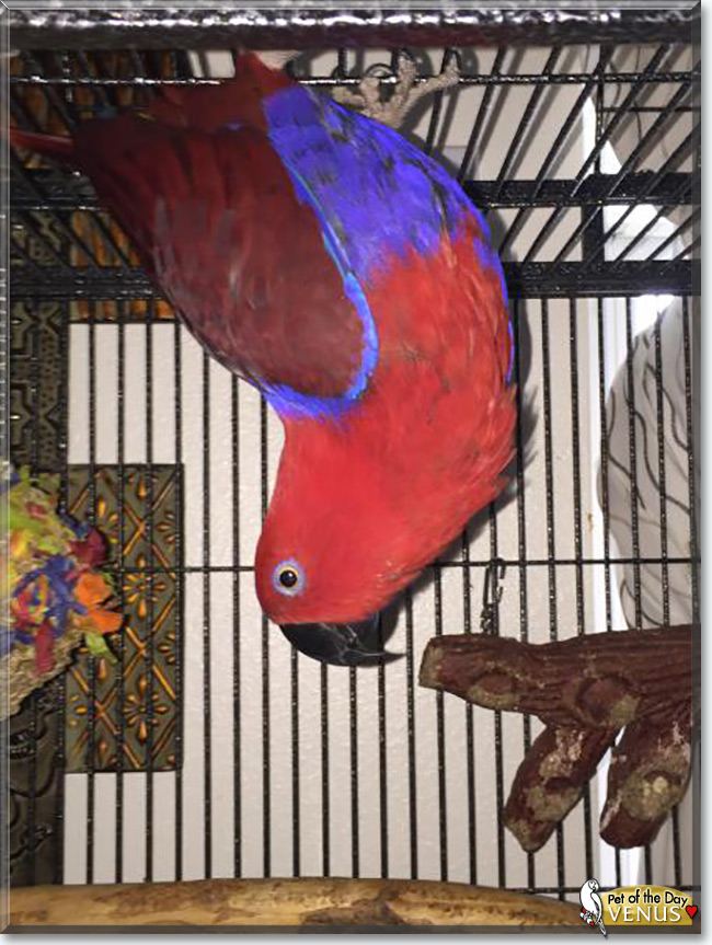 Venus the Eclectus Parrot, the Pet of the Day Venus the Eclectus Parrot, the Pet of the Day