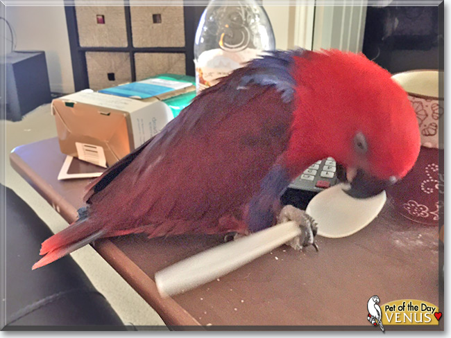 Venus the Eclectus Parrot, the Pet of the Day Venus the Eclectus Parrot, the Pet of the Day