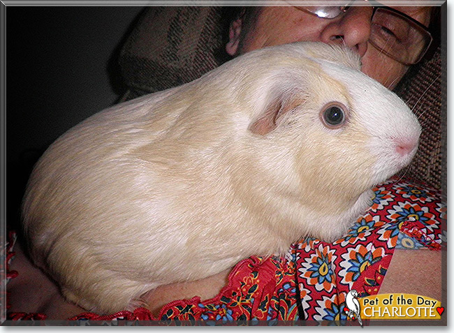 Charlotte the Guinea Pig, the Pet of the Day Charlotte the Guinea Pig, the Pet of the Day
