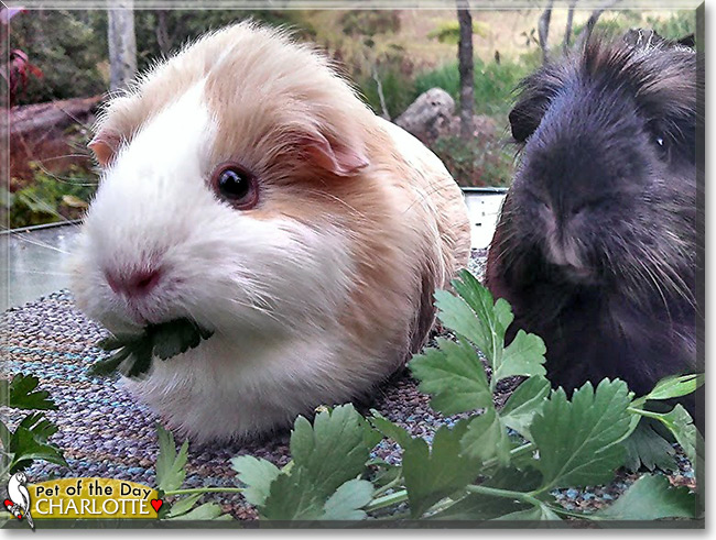 Charlotte the Guinea Pig, the Pet of the Day Charlotte the Guinea Pig, the Pet of the Day