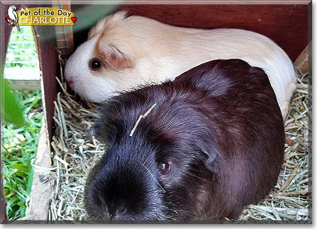 Charlotte the Guinea Pig, the Pet of the Day Charlotte the Guinea Pig, the Pet of the Day